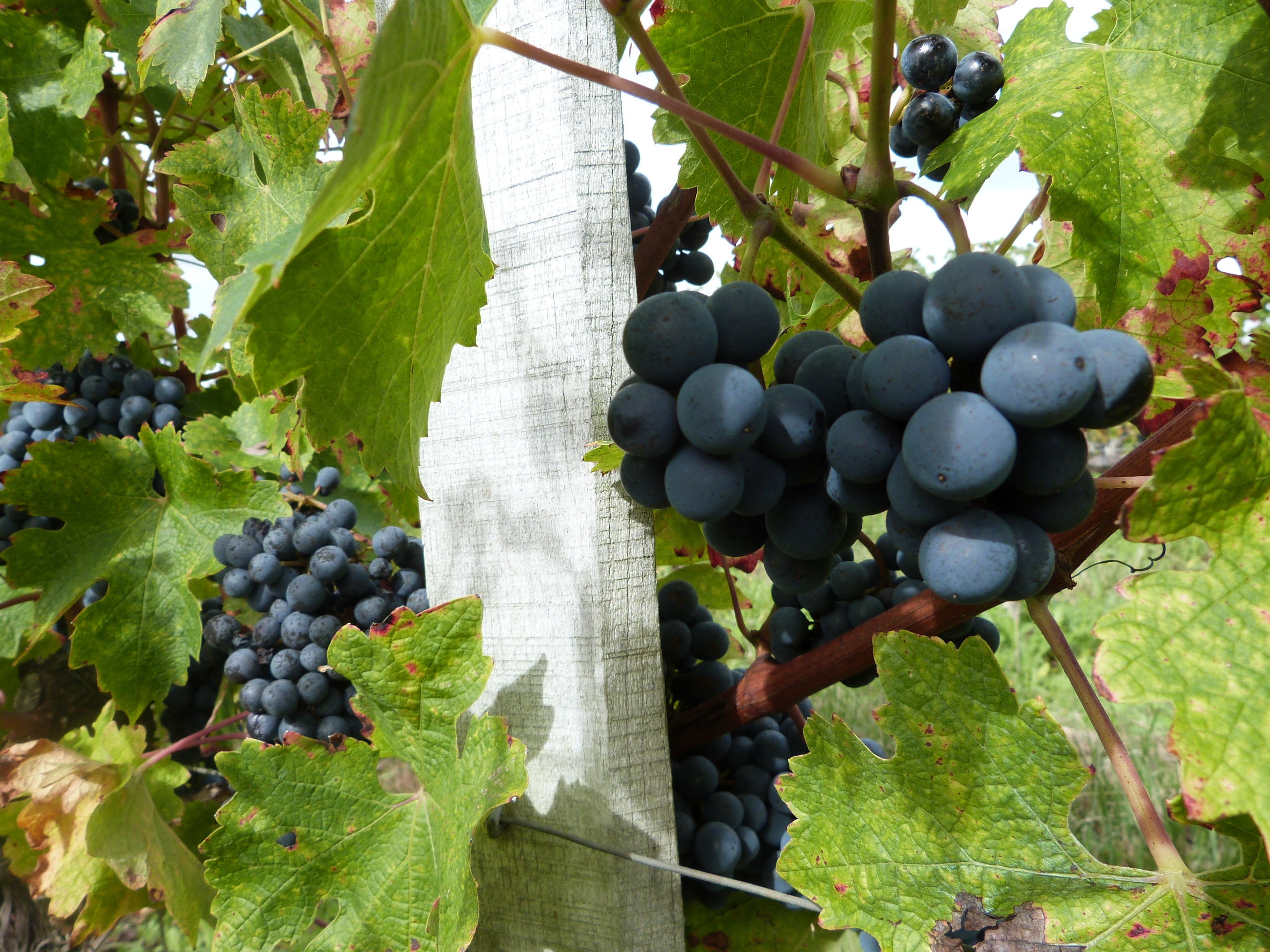 Grappe de raisins noirs sur pied de vigne