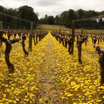 Balade à la découverte du vignoble du Médoc - Activité proposée par UNI MEDOC