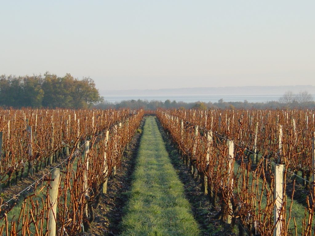 Vignes sur l'estuaire de la Gironde en hiver